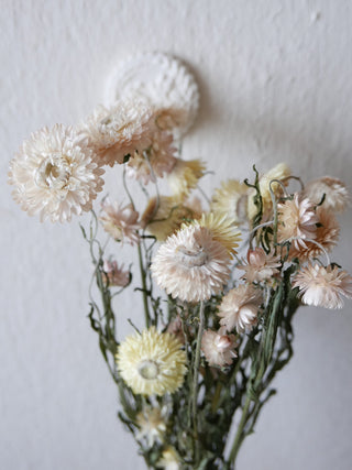 bio trockenblumen slow flowers