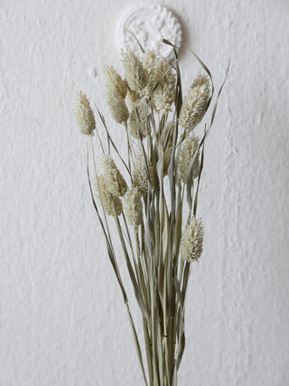 getrocknete glanzgräser bio phalaris