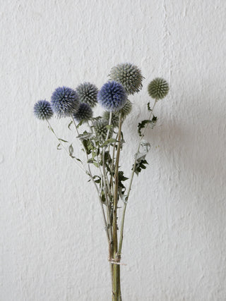 kugeldisteln blau getrocknet echinops slowflowers