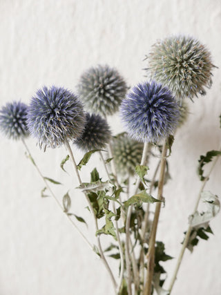 Kugeldisteln, mittellang