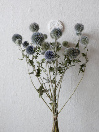 Kugeldisteln Echinops getrocknet Leipzig slow flowers