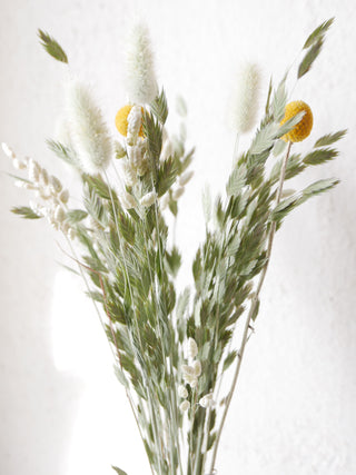 Dried flower mix 'Craspedia'