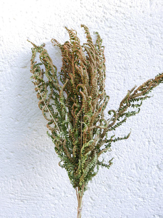 farnwedel getrocknet