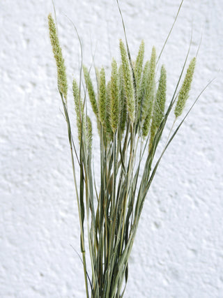 Grüne Borstenhirse
