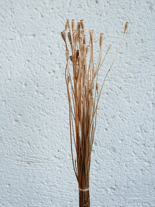 Mohnkapseln (Klatschmohn)