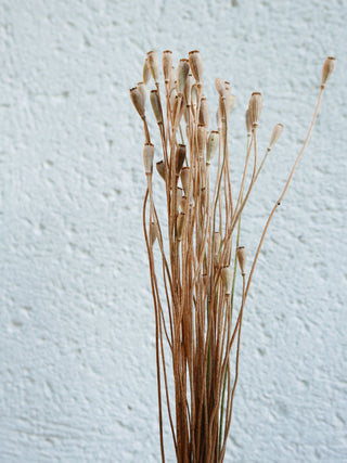 Mohnkapseln (Klatschmohn)