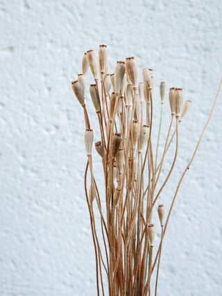 mohnkapseln klatschmohn slowflowers getrocknet