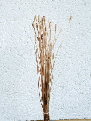 Mohnkapseln (Klatschmohn)