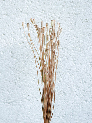 Mohnkapseln (Klatschmohn)