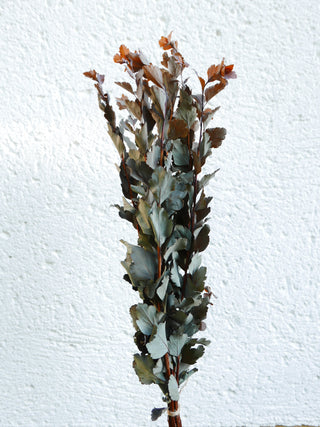 beiwerk grün trockenblumen slowflowers