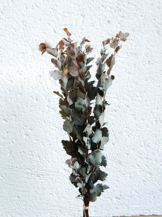 Zweige der Brautspiere