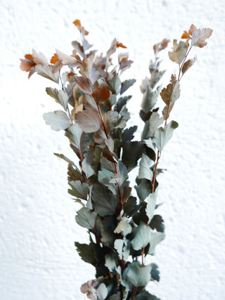 Zweige der Brautspiere