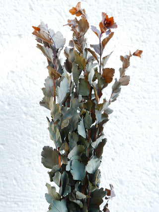 Zweige der Brautspiere