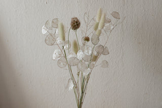 Kleiner Trockenblumenmix 'Lunaria' (Bio)