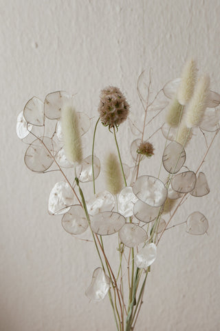 Kleiner Trockenblumenmix 'Lunaria' (Bio)