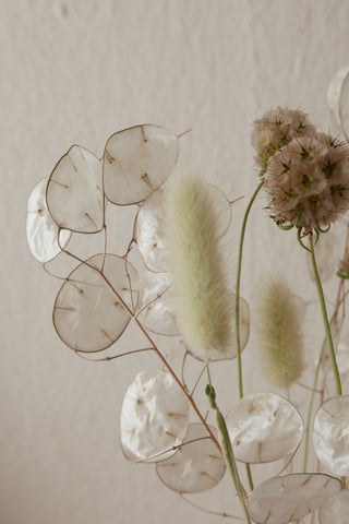 Kleiner Trockenblumenmix 'Lunaria' (Bio)