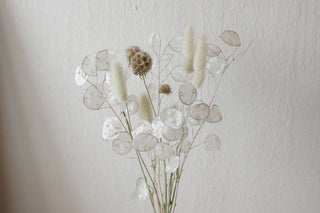 Bio-Trockenblumen Lunaria slowflowers Deutschland Leipzig Lagurus