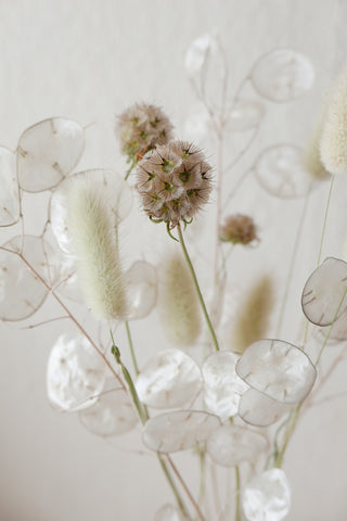 Kleiner Trockenblumenmix 'Lunaria' (Bio)