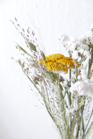 Trockenblumenmix 'Achillea' (bio)