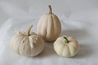 weiße, kleine zierkürbisse, bio, leipzig, herbstdeko, slow flowers