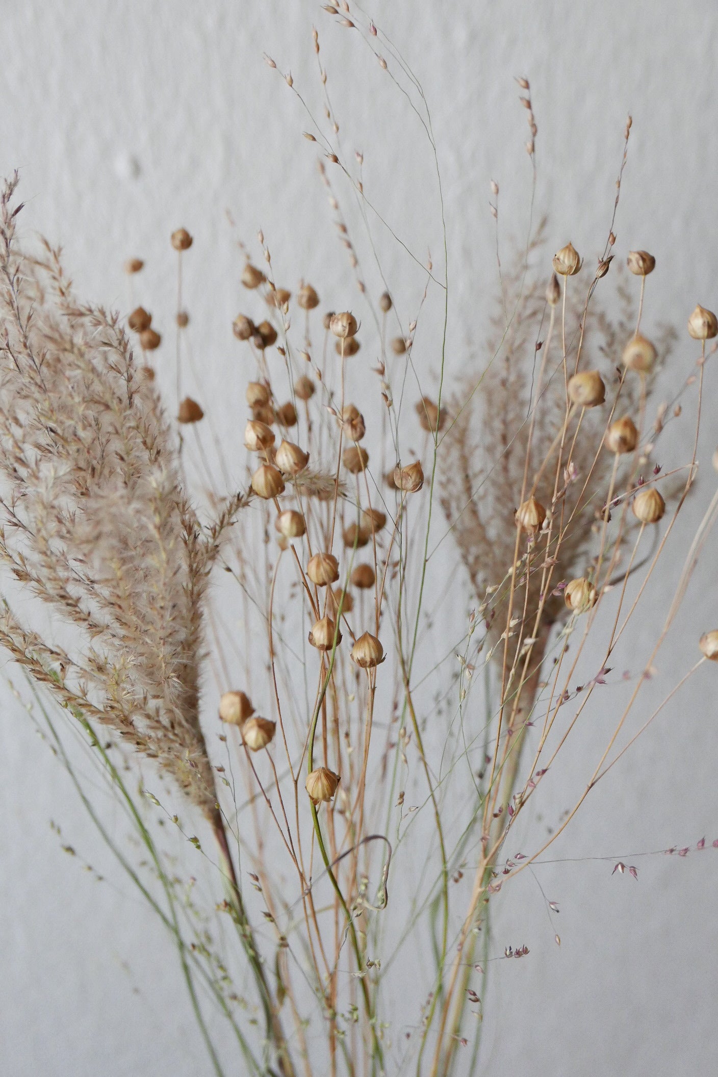 Kleiner Trockenblumenmix 'Goldgelb' (Bio)