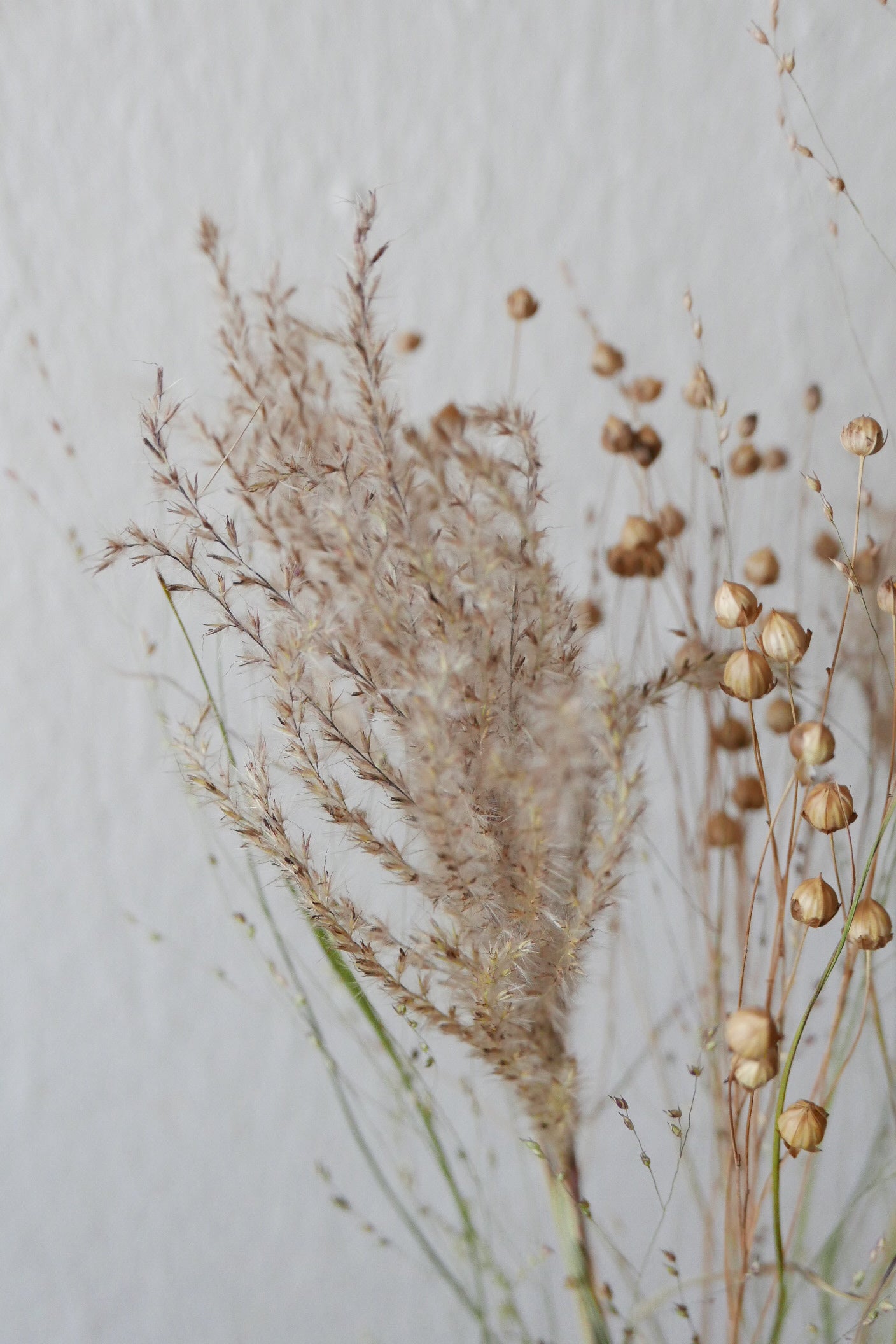 Kleiner Trockenblumenmix 'Goldgelb' (Bio)