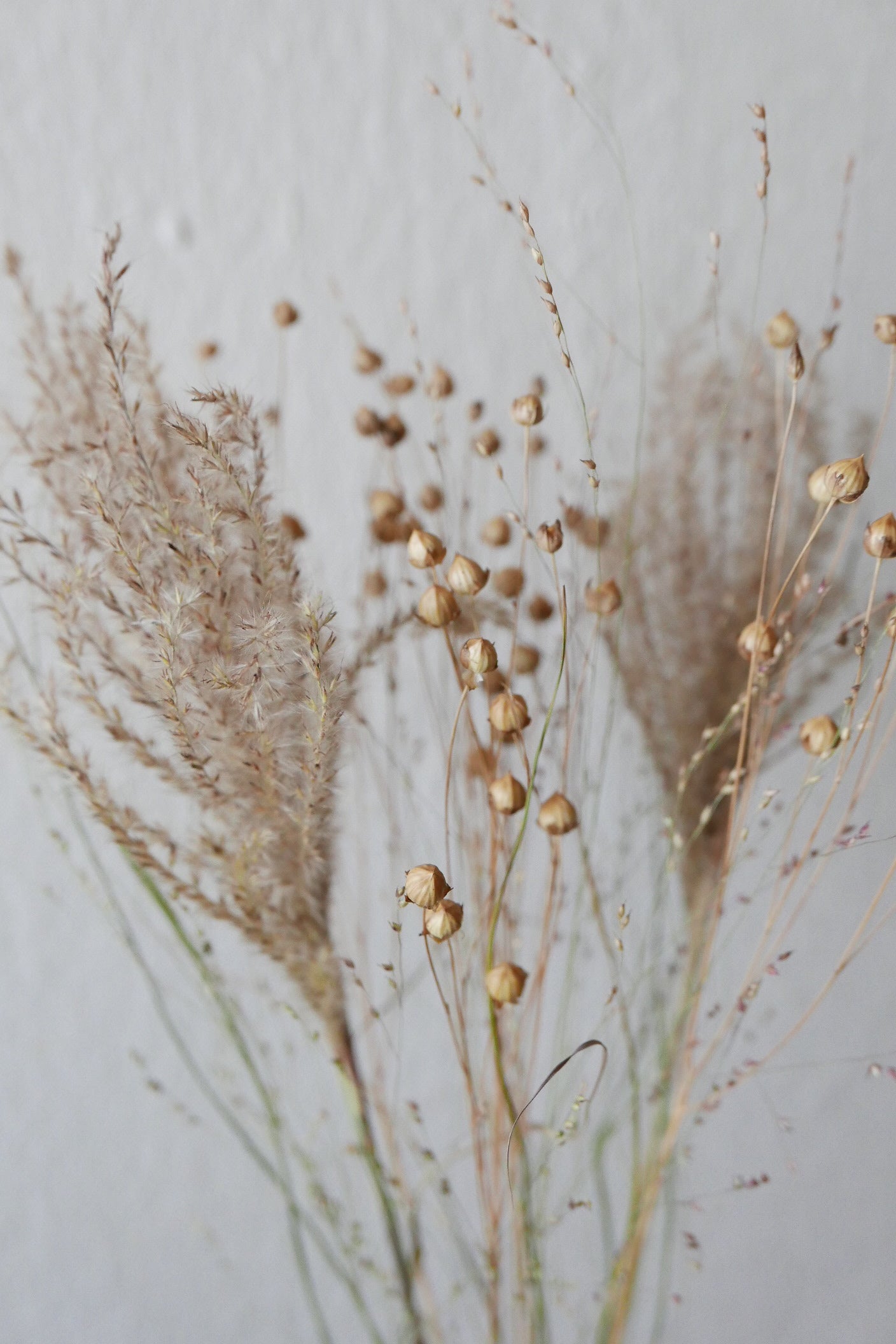 Kleiner Trockenblumenmix 'Goldgelb' (Bio)