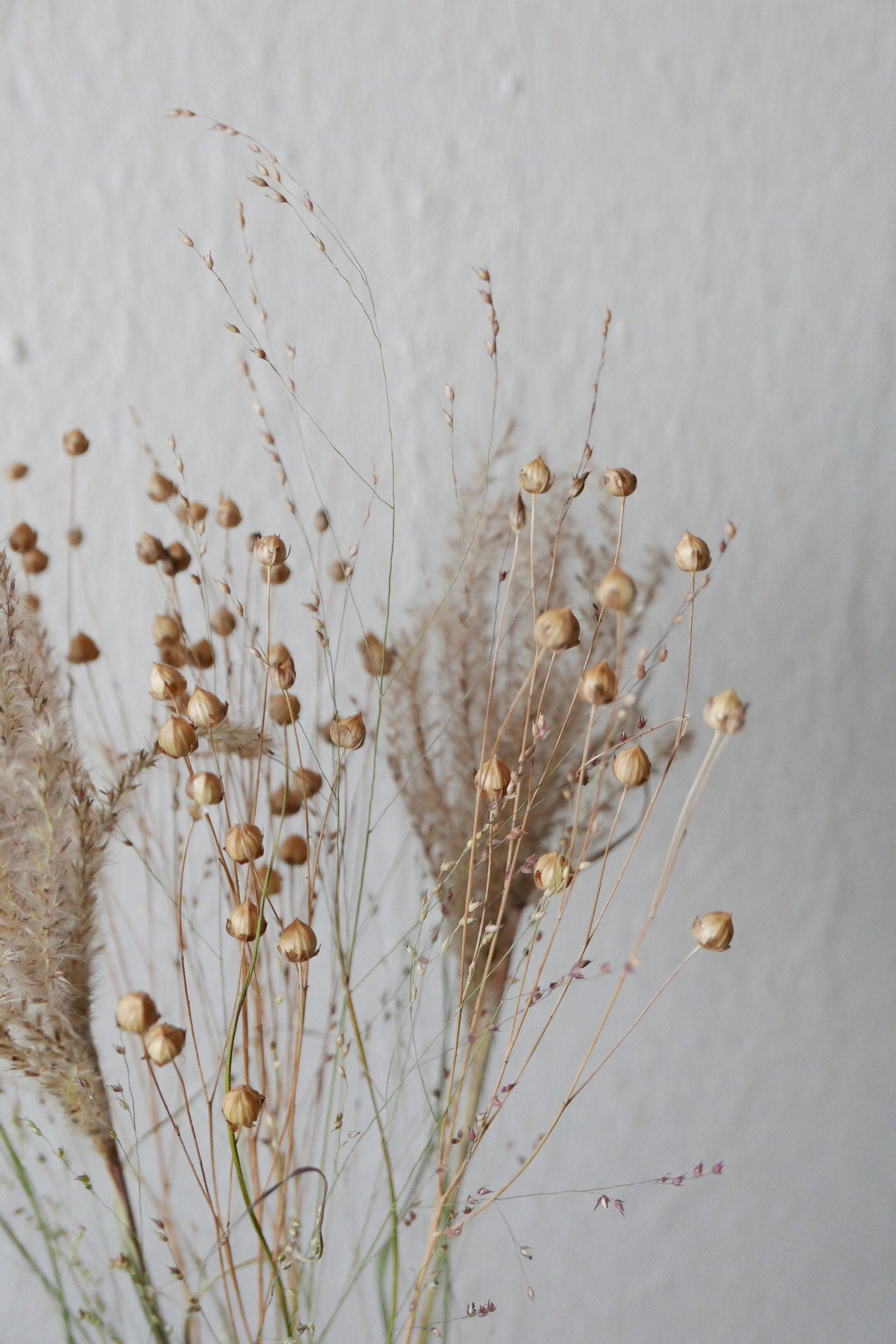 Kleiner Trockenblumenmix 'Goldgelb' (Bio)
