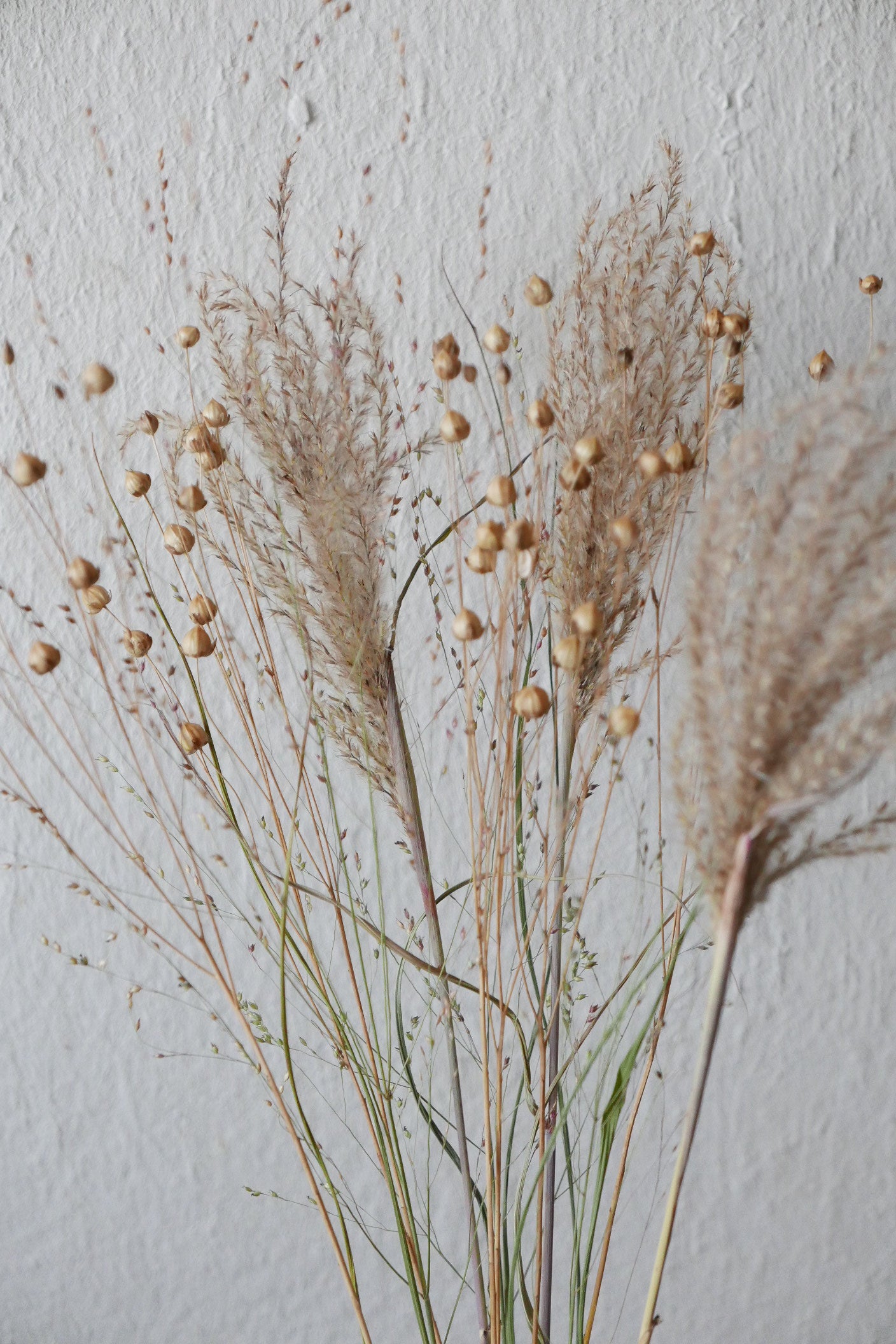 Kleiner Trockenblumenmix 'Goldgelb' (Bio)