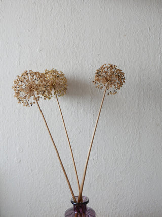 Zierlauchsamenstände getrocknet (3 Stück)