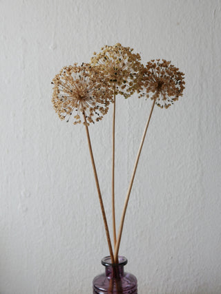 Zierlauch Samenstände getrocknet slow flowers leipzig