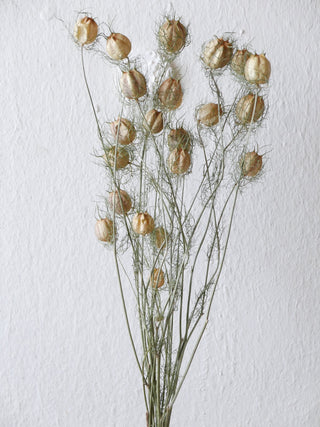 jungfer im grünen, nigella, samenstände, samenkapseln, getrocknet, bio