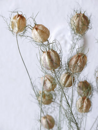 Nigella Samenstände