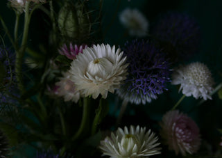 Postkarte 'Strohblume'