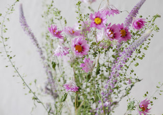 postkarte sonnenflügel, rhodanthe, russischer meerlavendel, lepidium