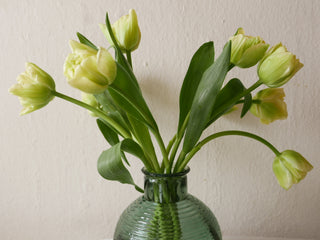 Tänzelnde Tulpen