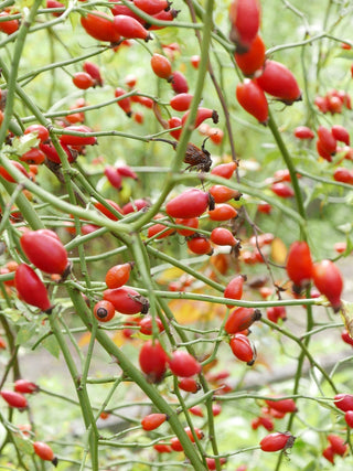 'Ein Männlein steht im Walde'