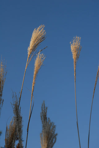 Winter grasses