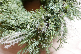 Sukkulenten im Adventskranz