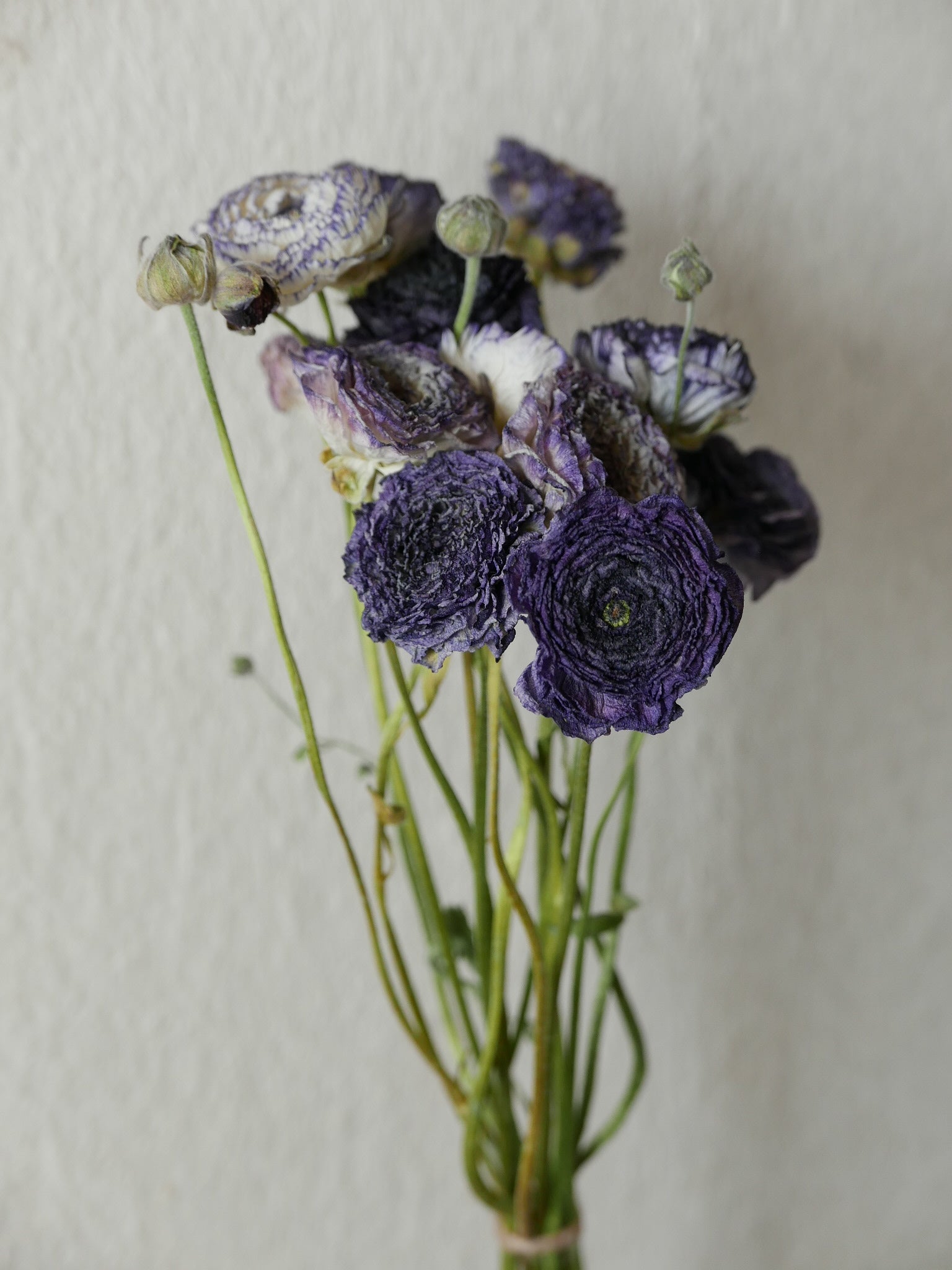 Ranunkeln getrocknet violett lila weiß trauerblumen