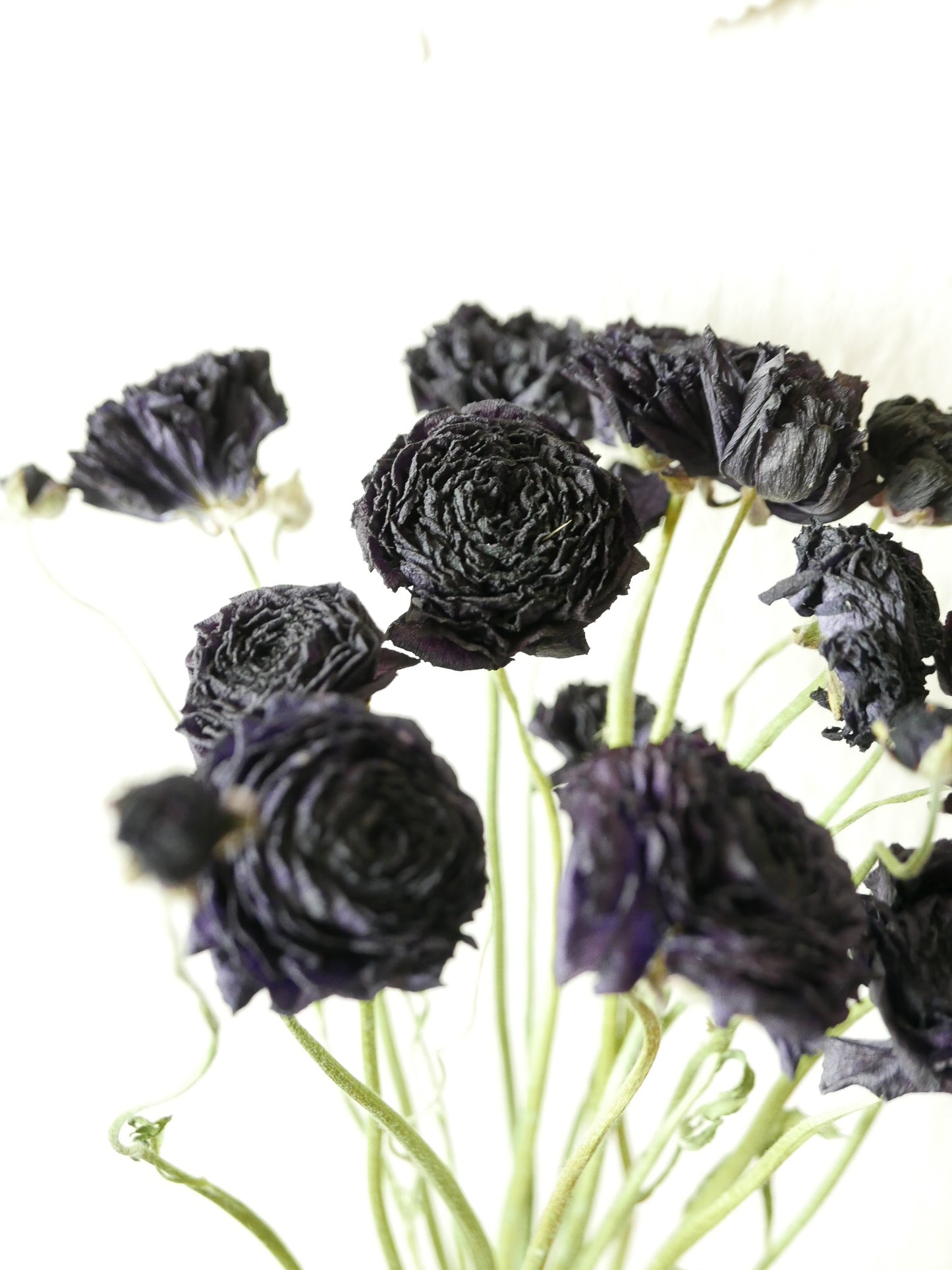 ranunkeln getrocknet trauer slow flowers schwarz lila