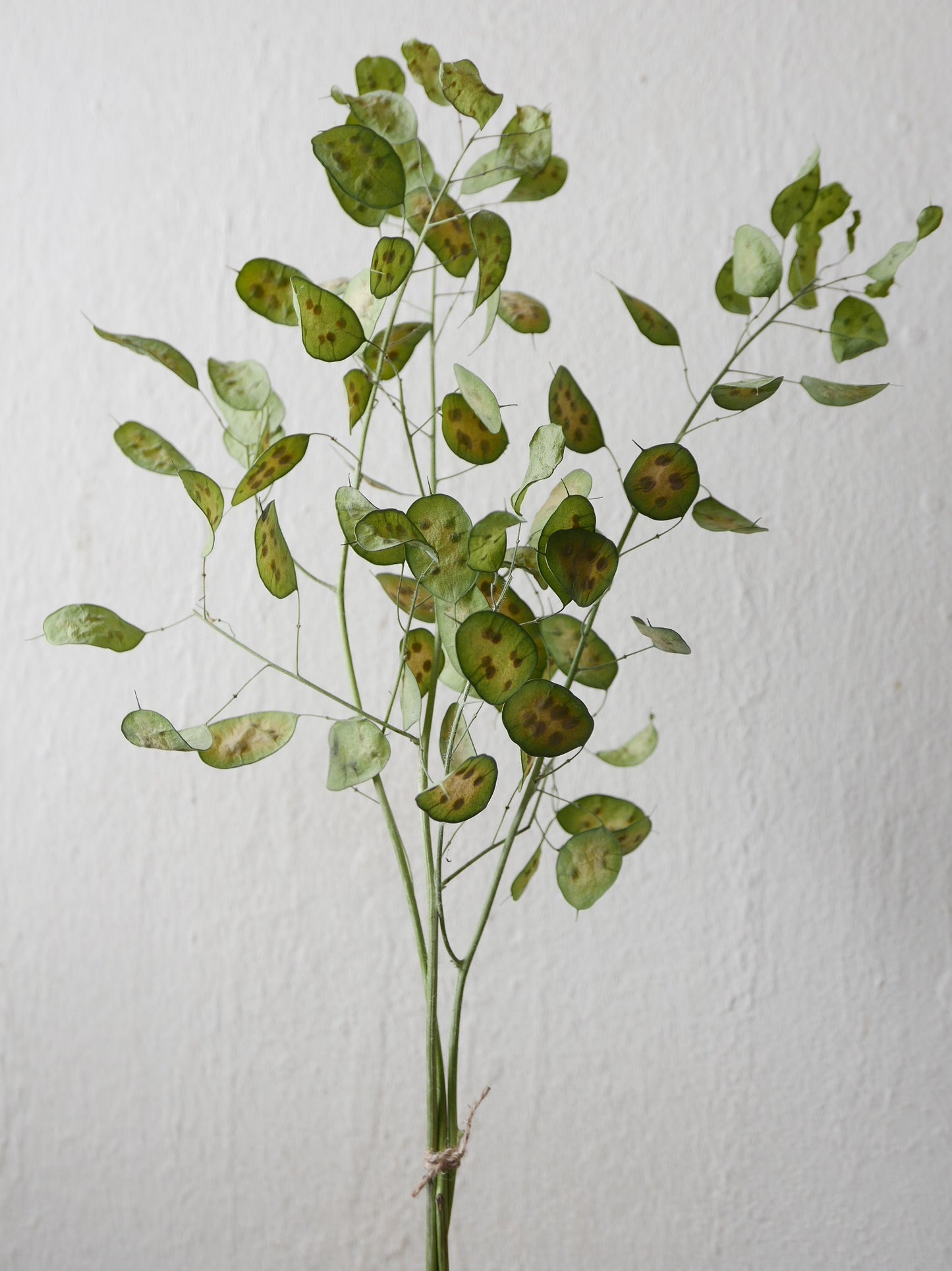 lunaria getrocknet grün silberdollar trockenblumen