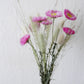 trockenblumen mix slowflowers bio helipterum gräser rosa