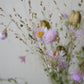 Trockenblumenmix 'Sonnenflügel, Nigella & Rutenhirse'