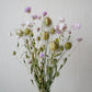 Trockenblumen nigella slowflowers leipzig sonnenflügel