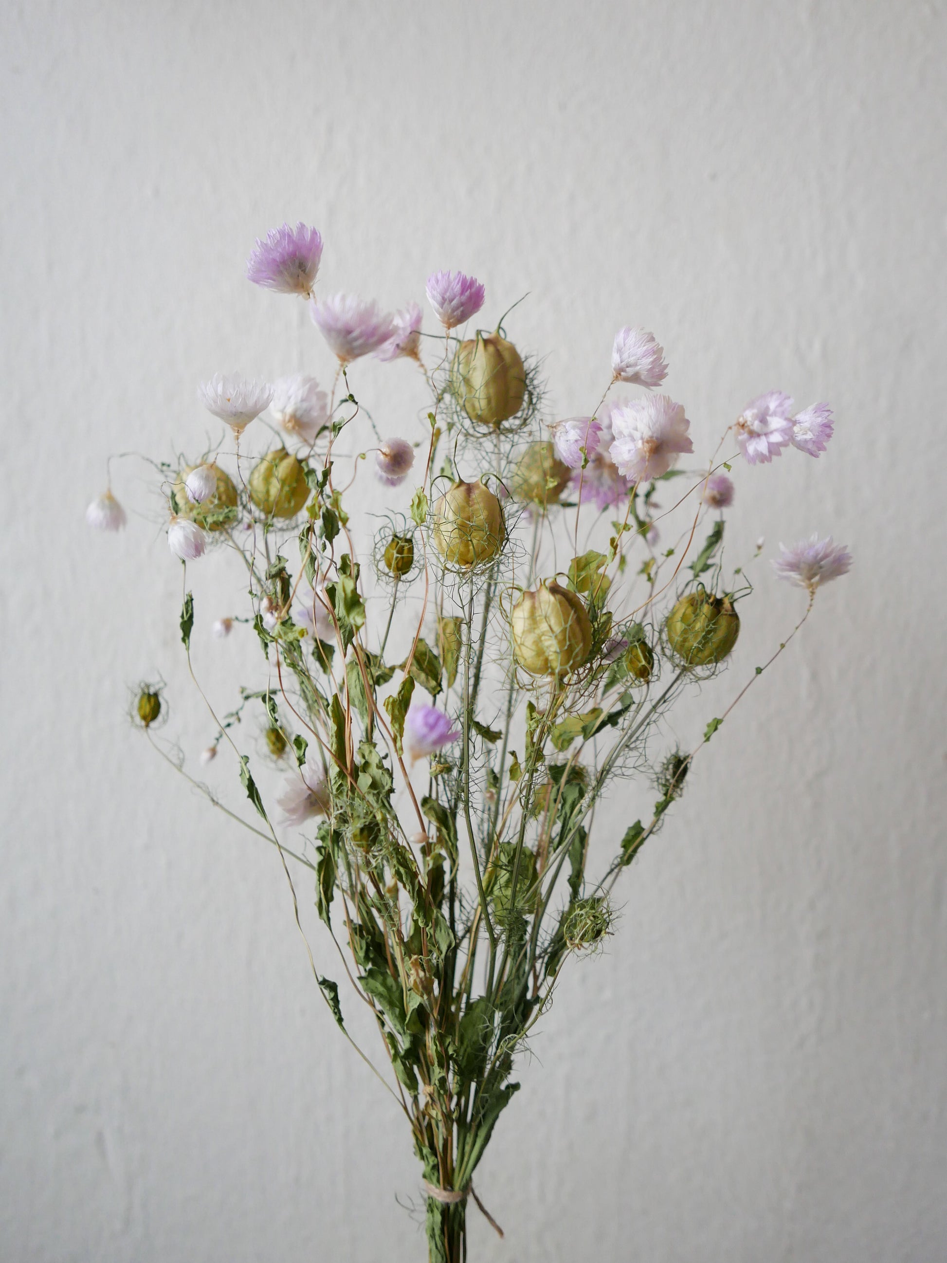 Trockenblumen nigella slowflowers leipzig sonnenflügel