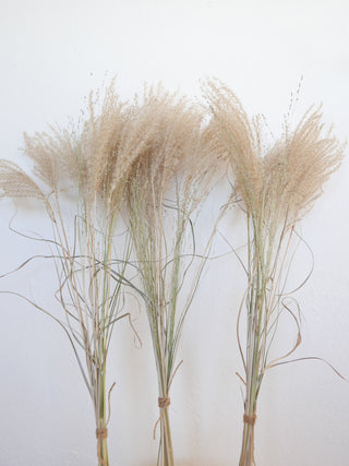 Winter grasses