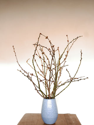 Fresh winter twigs with willow catkins