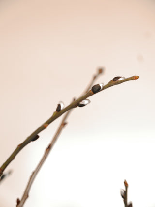 Fresh winter twigs with willow catkins