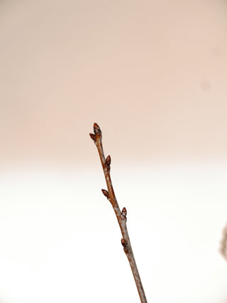 Fresh winter twigs with willow catkins